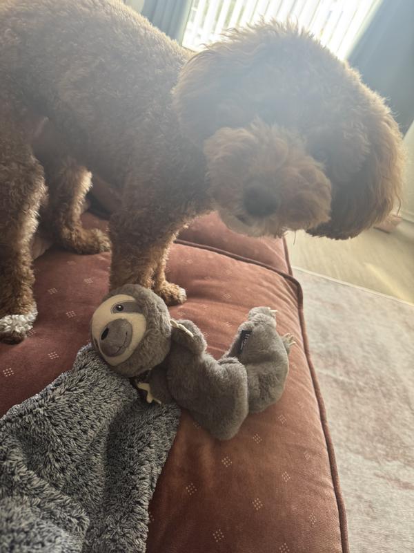 15 lb mini golden doodle with sloth toy