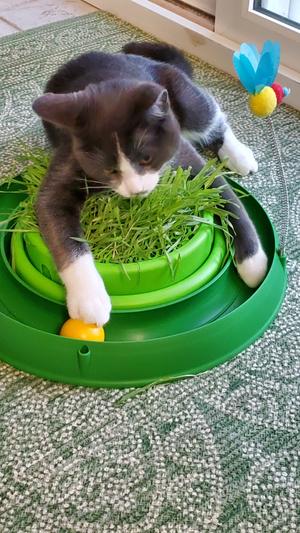 Catit best sale play grass