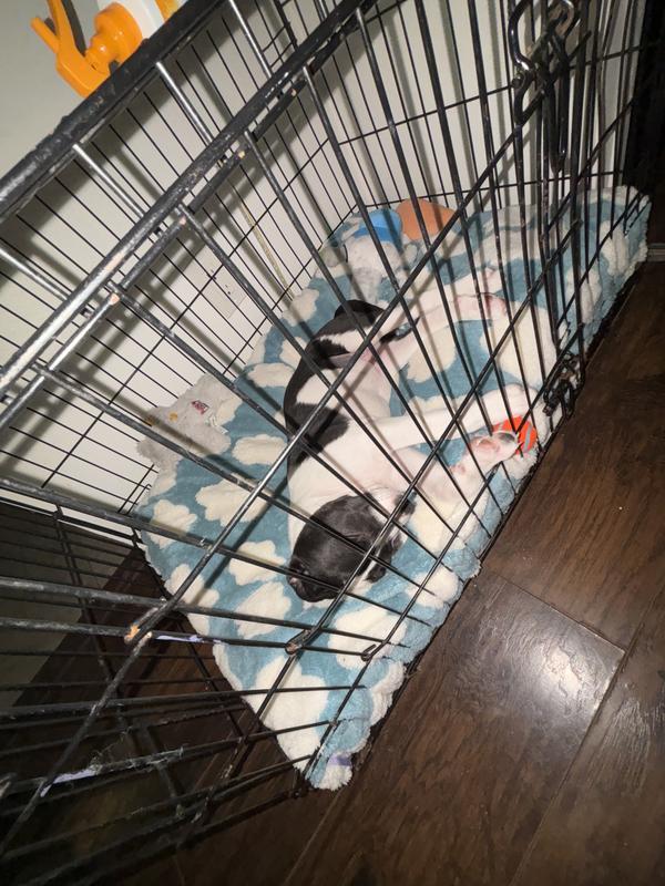 (Was a little too big for the kennel but I made it work, only temporary being in the kennel as he’s being potty trained atm)