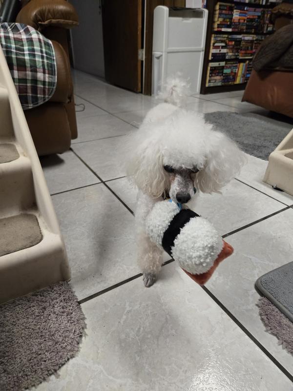 Marvin shaking the sushi toy