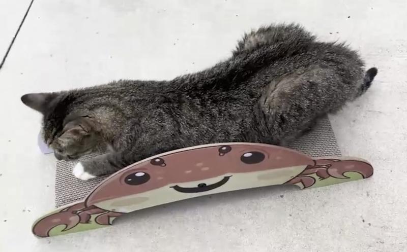 Bella stretched out ready to asleep on it