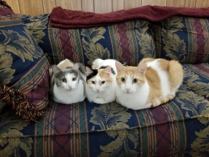 Happy cats