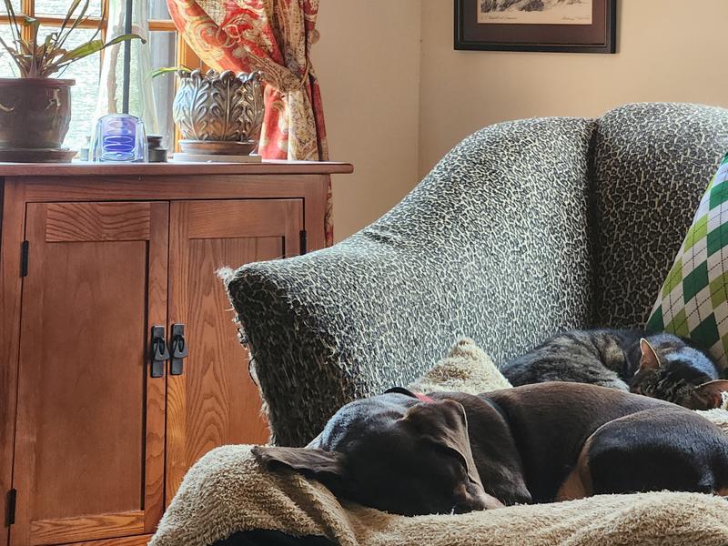 Relaxed pup and cat nap while Dad works outside.