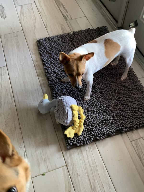 Itty Bitty with the bird shape toy