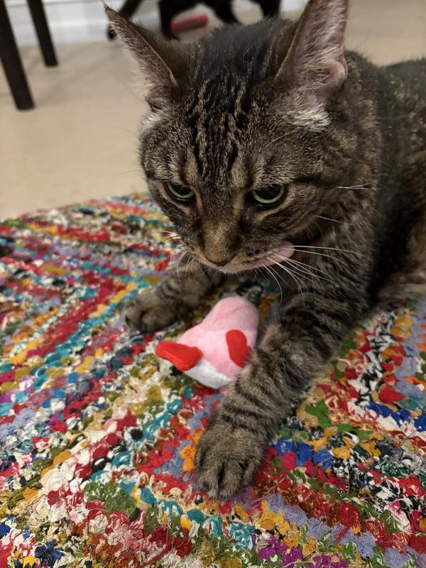 "Hey, paws off my birdie!"