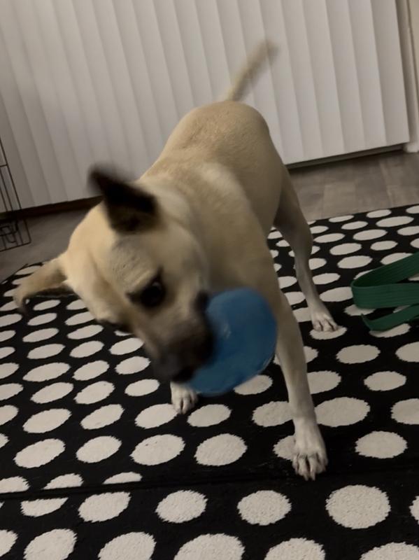 He can also shake some kibble loose