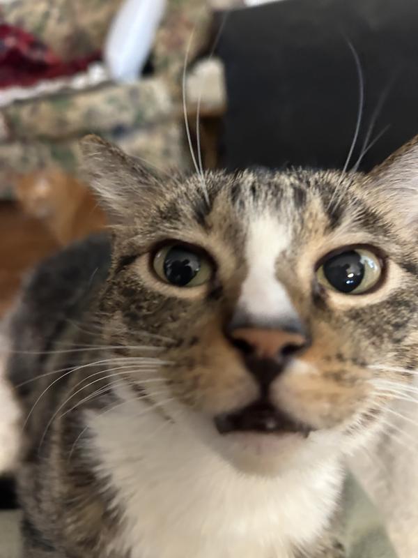 I’m a happy cat. Mr. D-2