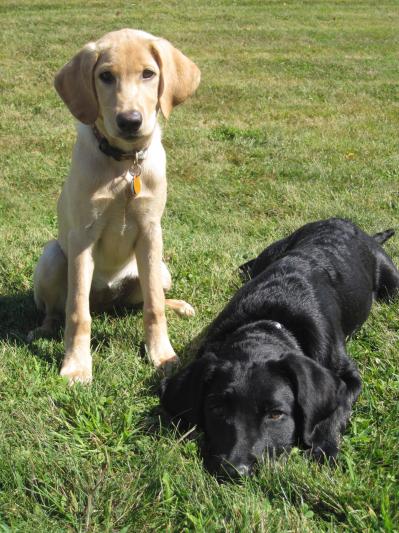 Ellie & Sherlock