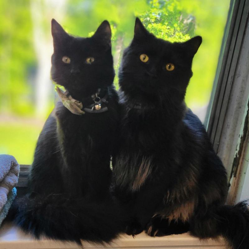 Muffin & Puffin