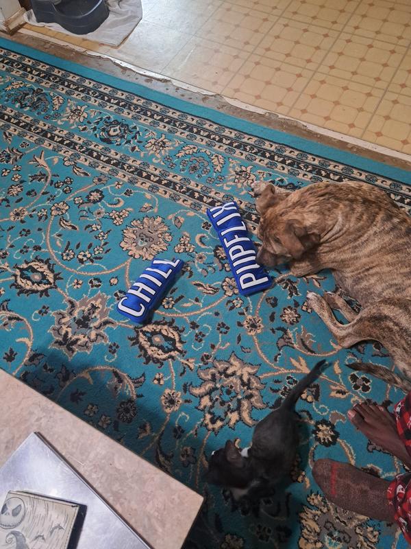 Zeus and his new toys