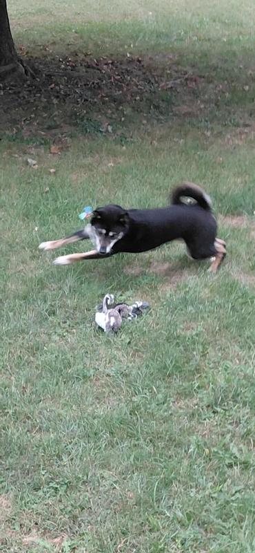 Soren set it down and began prancing around it