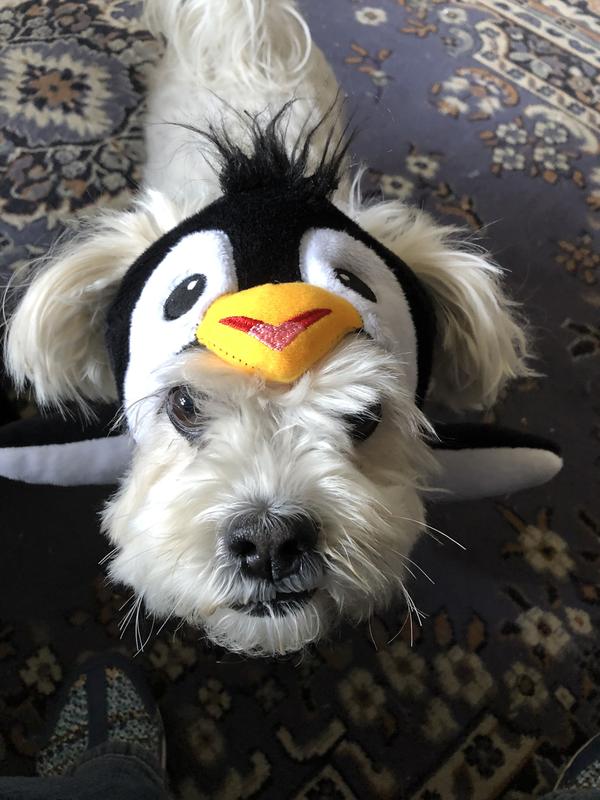 Large dog penguin costume hotsell