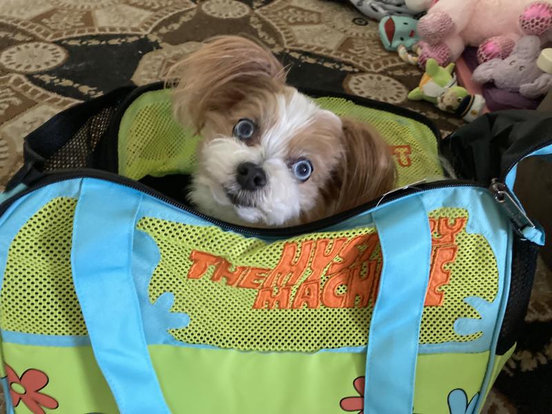 Royal is ready to go!