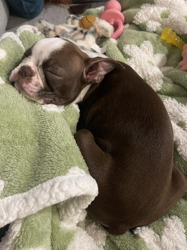 Boston terrier pup cuddling with blanket!