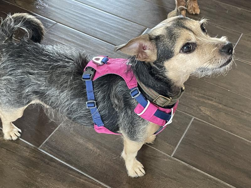 RUFFWEAR Hi & Light Reflective Front-Clip Dog Harness, Alpenglow