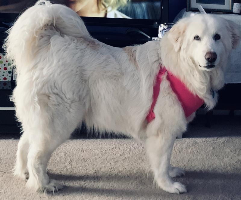 Sandy girl prancing, showing her love!