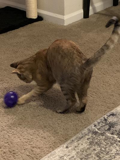 KONG Cat Treat Dispensing Ball – All Pets Circle Pte Ltd