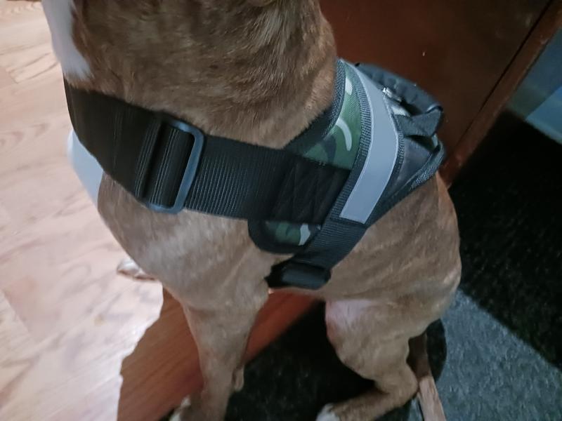 Hdp no pull outlet dog harness