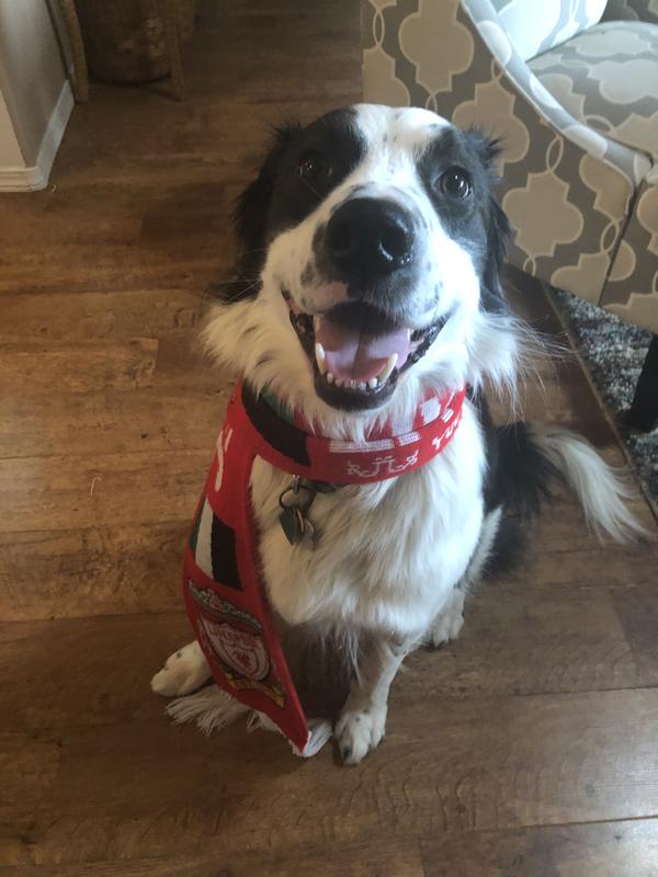 Bandit supports Liverpool’s soccer team and wears his scarf proudly.
