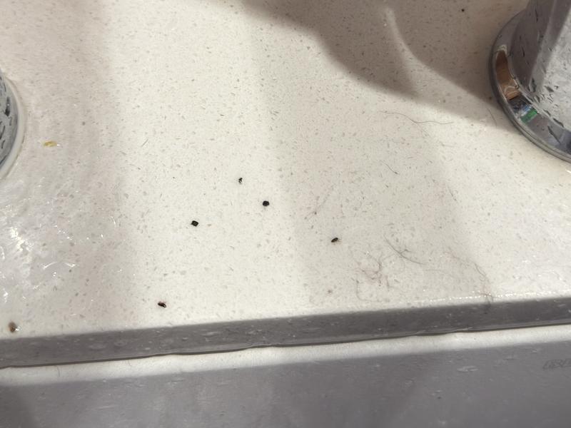 Found 5 fleas in my dog 3 days after treatment .