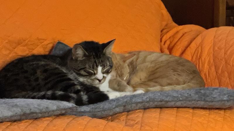 Snuggling on the new pad.