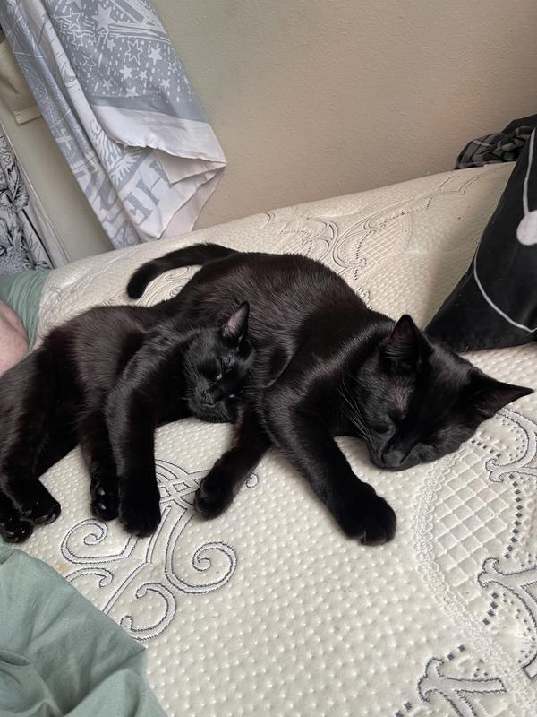 You can really see how shiny their coats are.