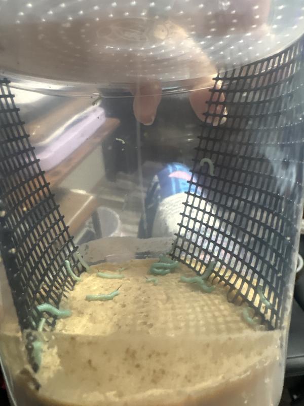 They are so tiny. I’m gonna have to feed them for a while before I can even give them as a treat. If I knew them we’re gonnabe this tiny. I would’ve never ordered them.