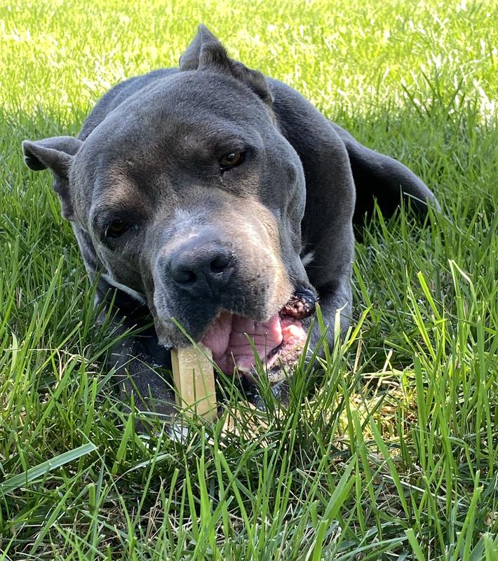 Don’t wait up, I’ll be out here enjoying the shade and my yak treat. - Bert, probably