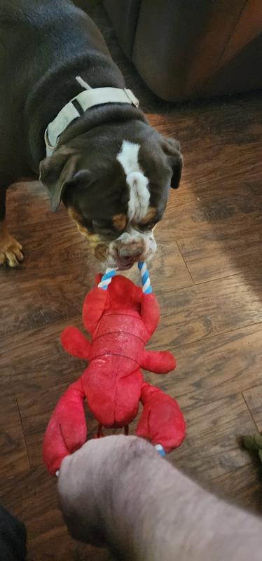 Fun with puppy