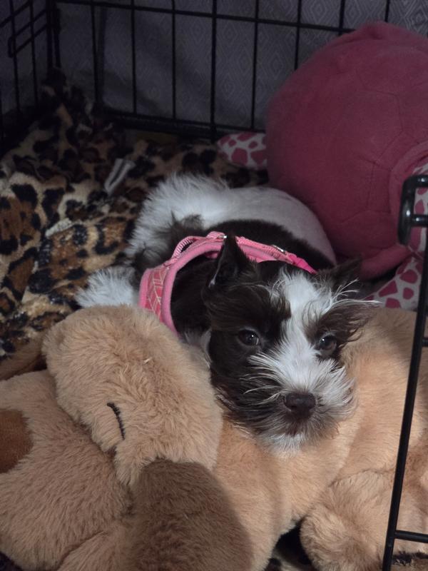 Liver and white miniature schaunzer cuddling with her snuggle puppy