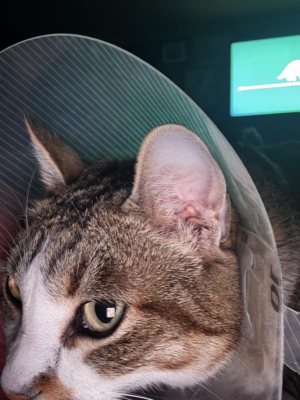 Cone of shame so she won’t lick her butt