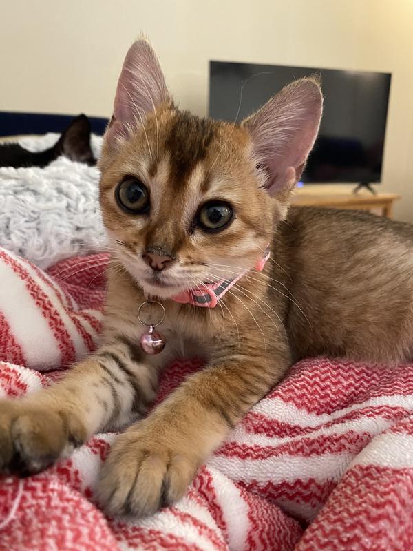 It’s kibble is small enough for young kittens