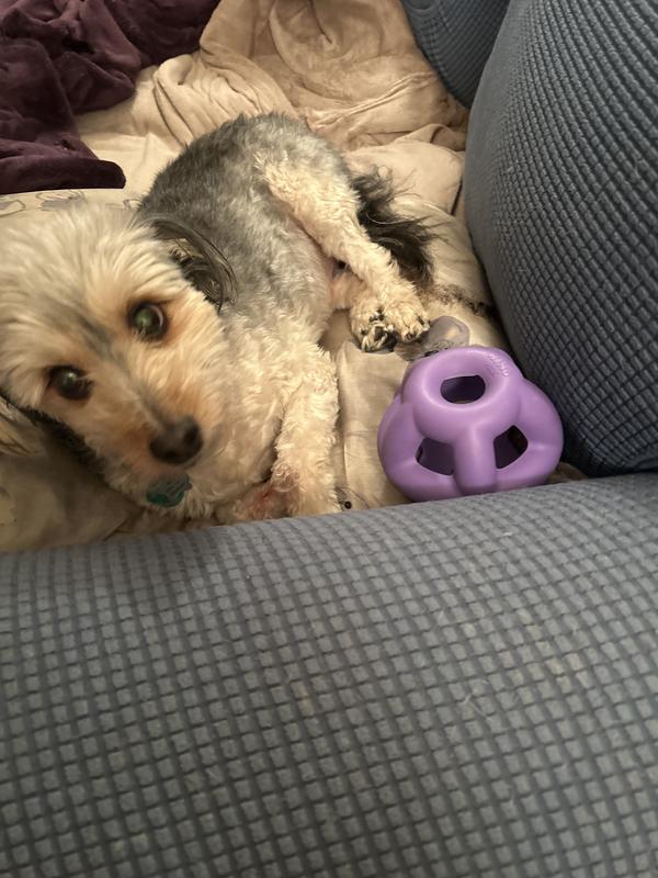 Not a good size for smaller pups