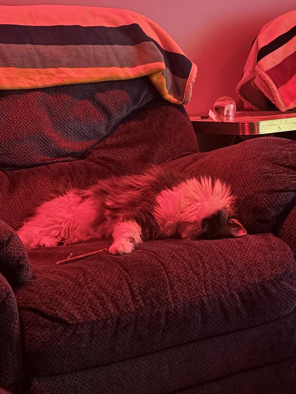 A much needed rest(?) after an absolute cat stick party