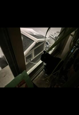 My indoor kitty keeps watch every night for our guest