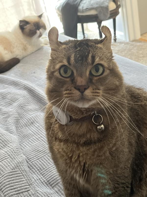 Poor guy with ear issues