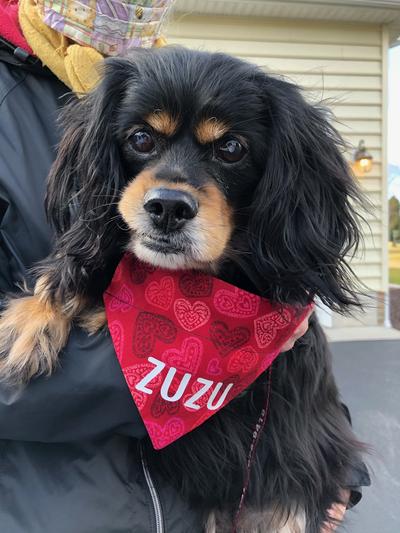 My Zuzu with her Valentine bandanna.
