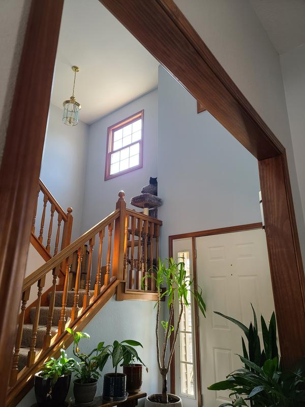 FRISCO 64in Cat Tree with Hammock, Condo, 2 Top Perches with Bed, Dark