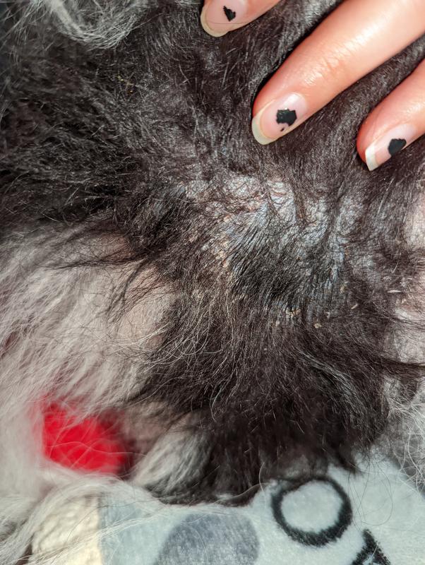 Kuma is a 3 year old Pomeranian