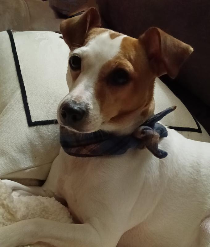 I usually put about 1/2 top if flaxseed seed oil in and stir to help when she has dry itchy skin. That was a great tip passed on to me from another terrier mama..