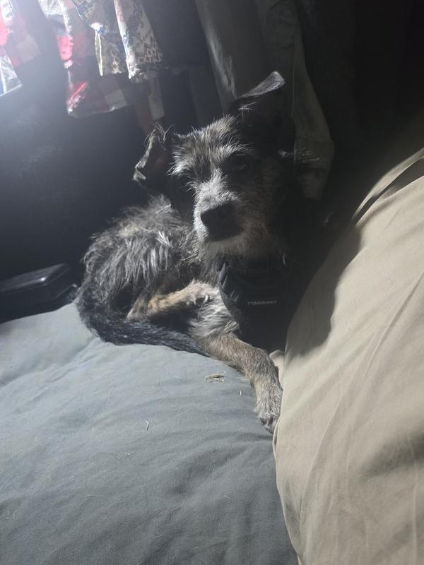 She looks sweet, but she's terrier through and through