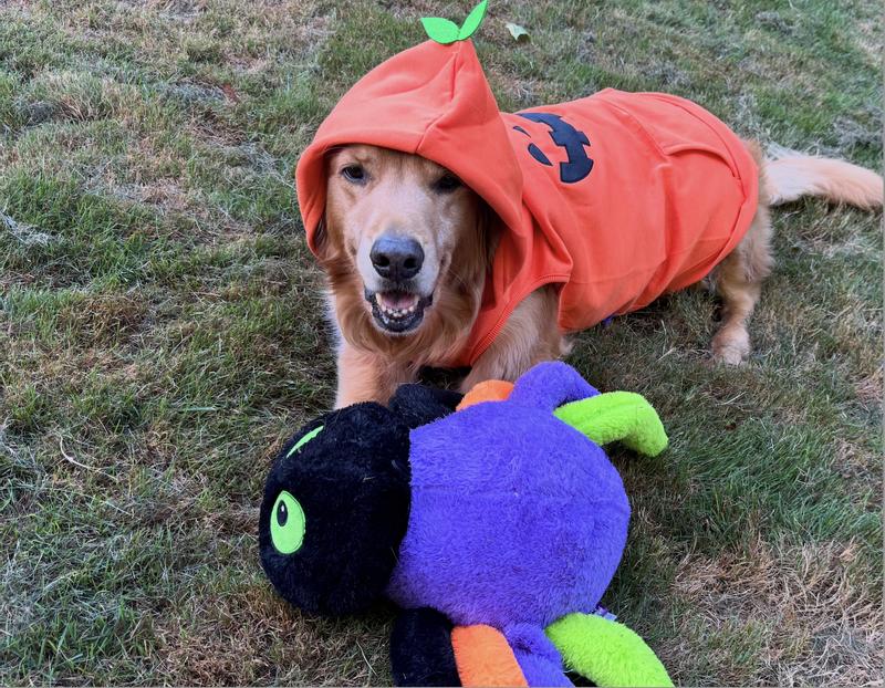 Jarvis is Fall Ready