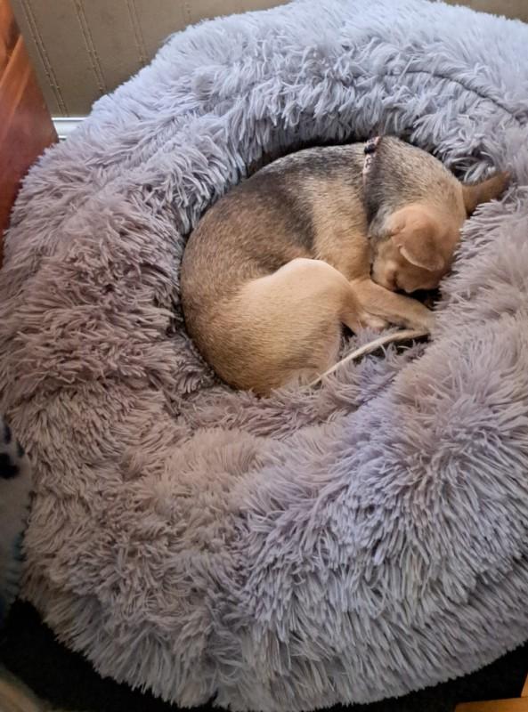 Cita loves her new bed!