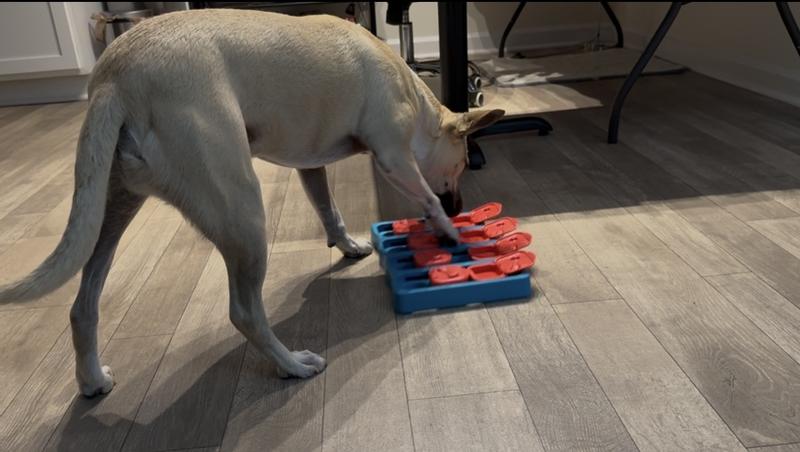 Used both paws and snout to manipulate the slides