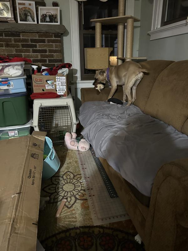 Blondie and her new buddy, Pendleton.