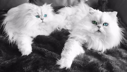 Thank you Chewy & Zymox