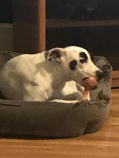 Ruby with her chew toy