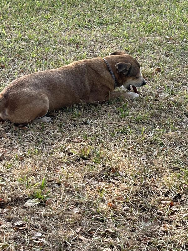 A treat to top off a great visit to Pune Gully Park on the Seabrook Texas coast.