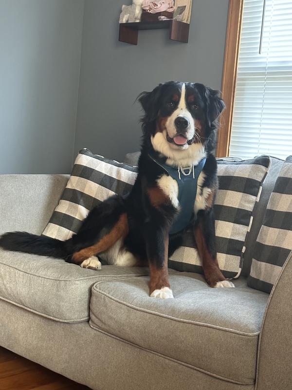 BENNY BOY!!