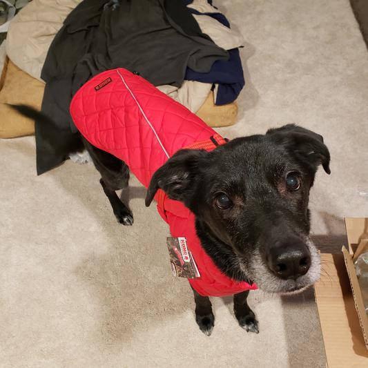 Discontinued KONG Insulated Quilted Dog Barn Jacket, Red, Small